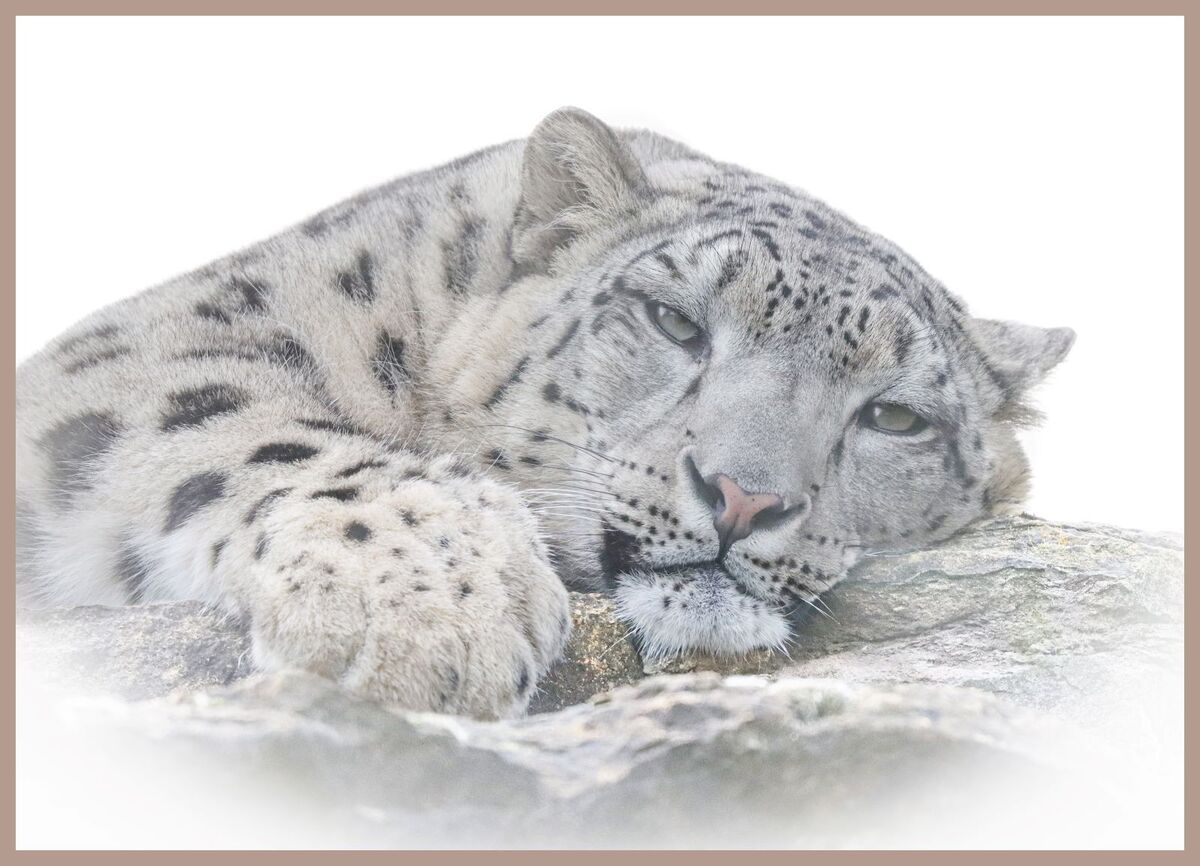 Snow Leopard - Ian Parker